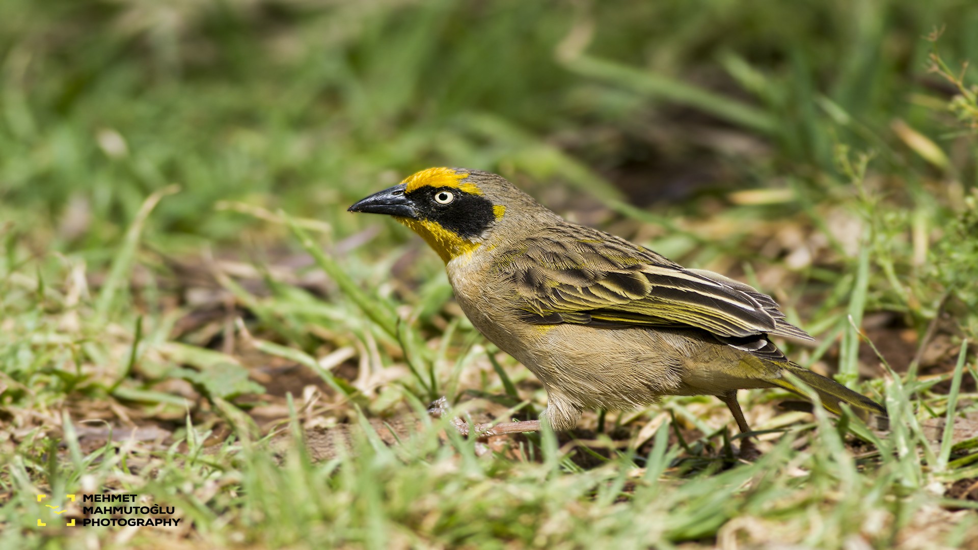 Baglafecht Weaver