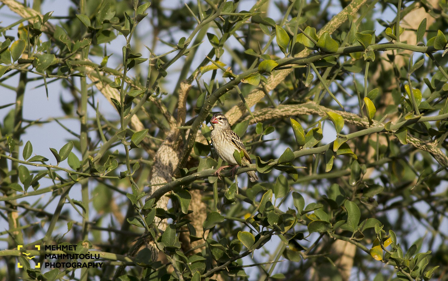 Red-billed Quelea