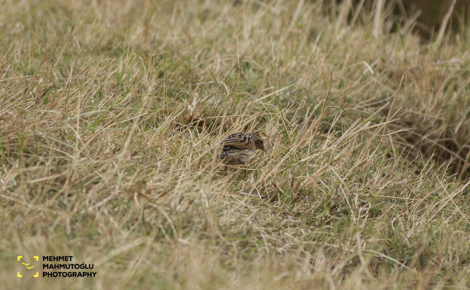 Yellow Bishop