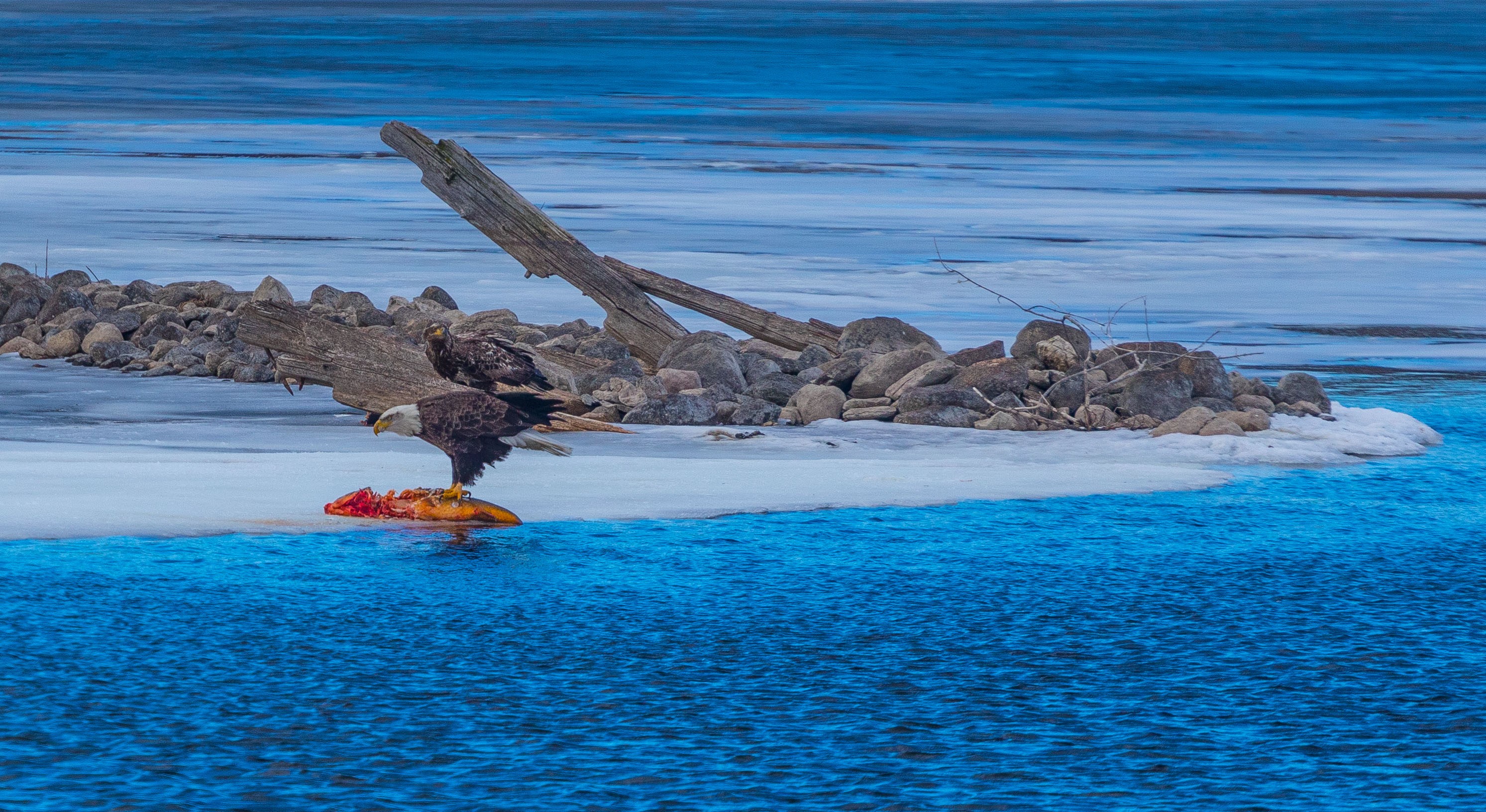 Bald Eagle