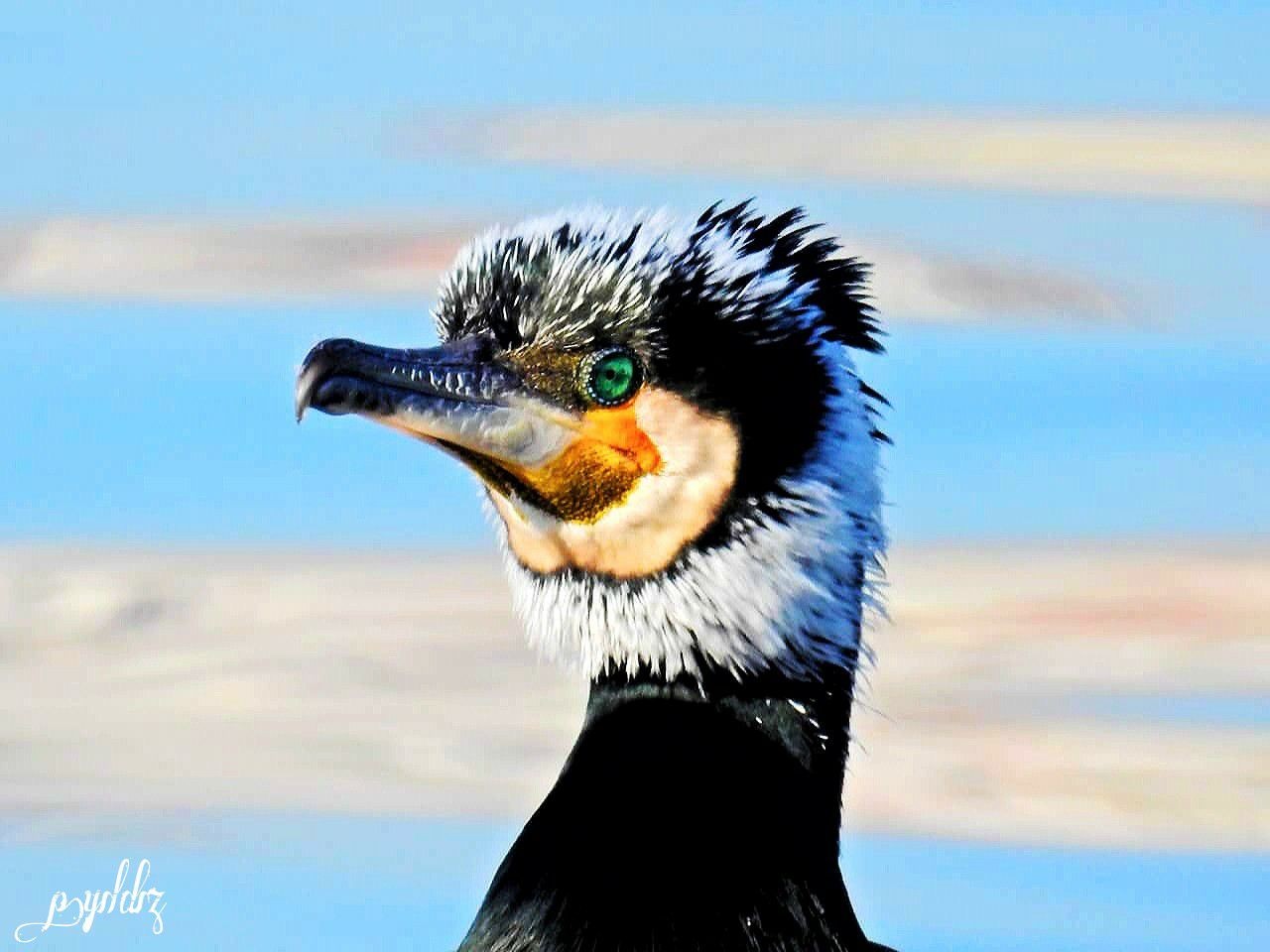 Karabatak