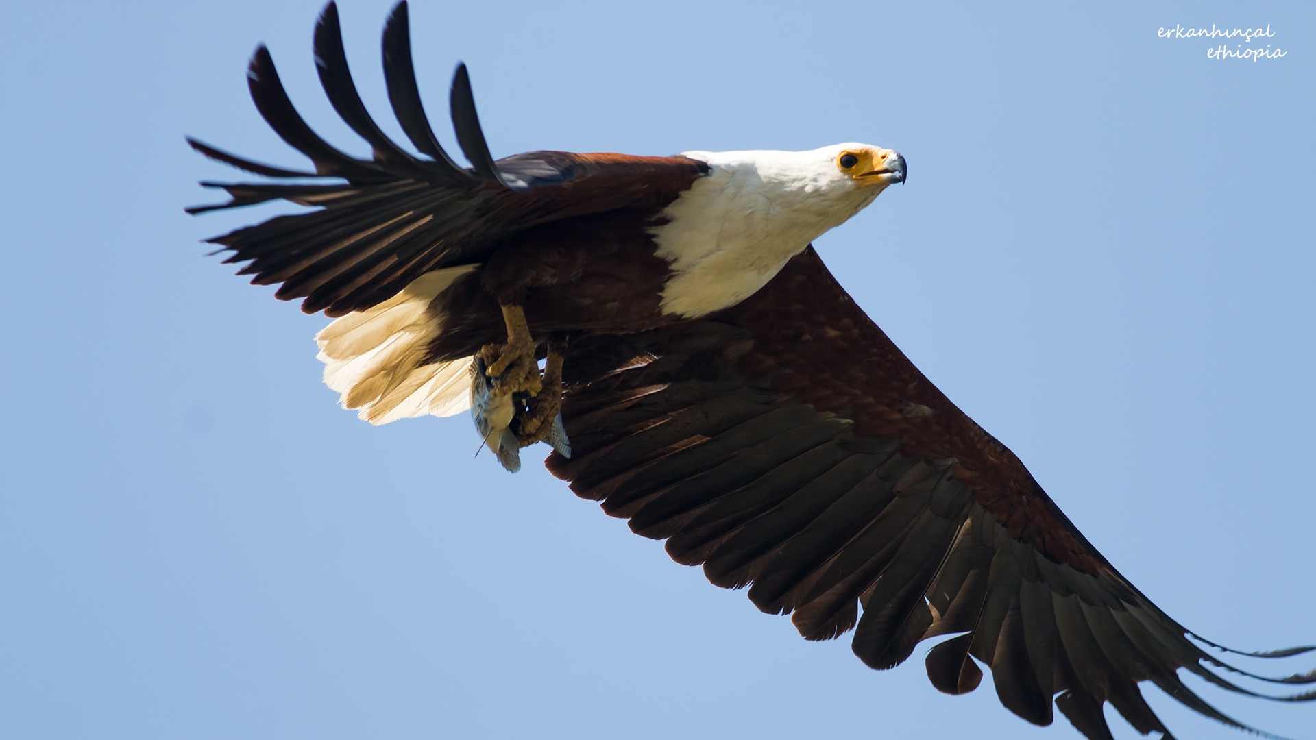 African Fish-eagle