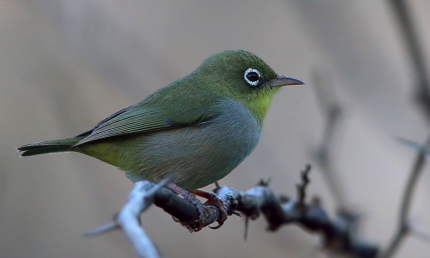 Abyssinian White-eye