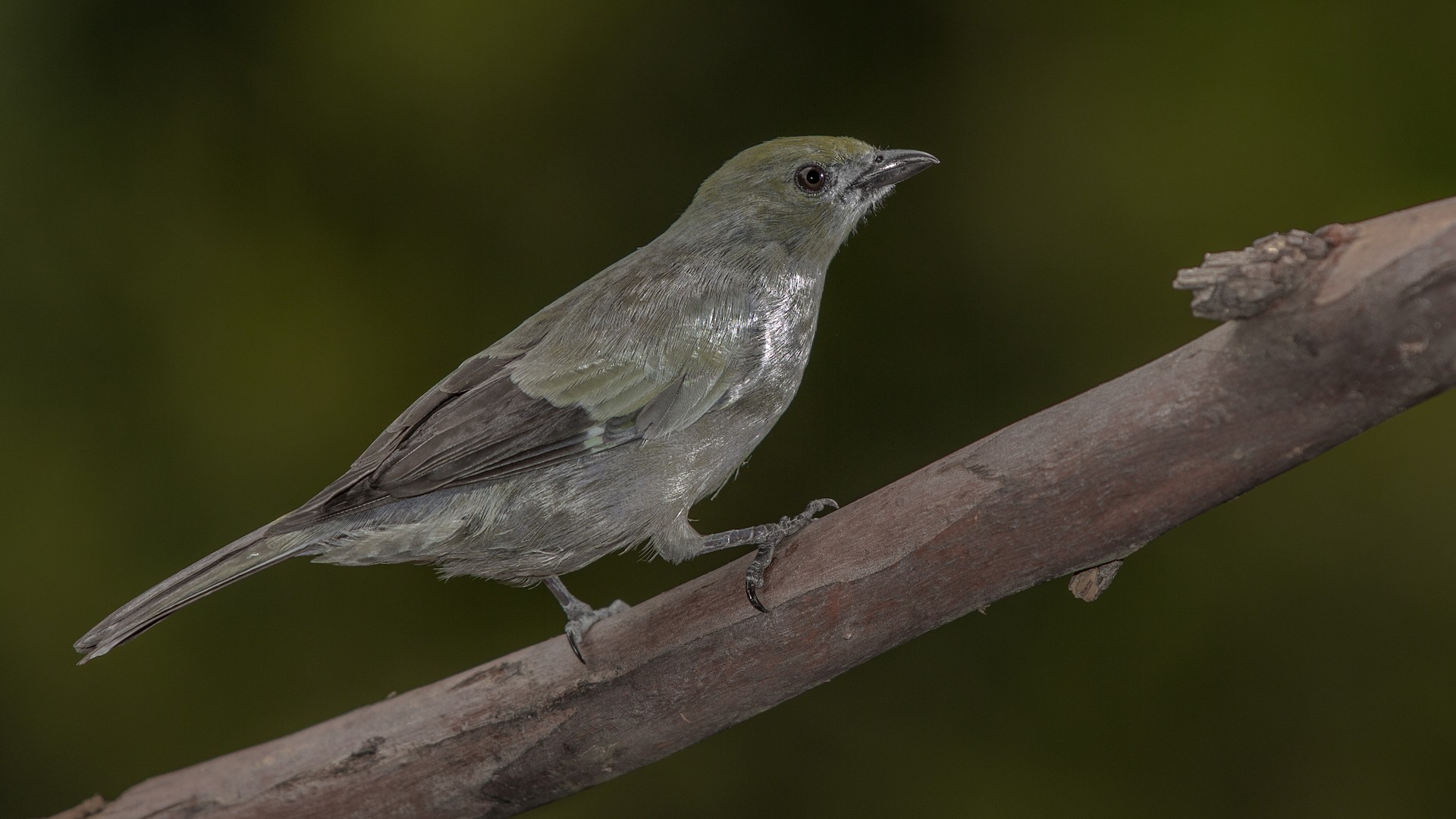 Palm Tanager