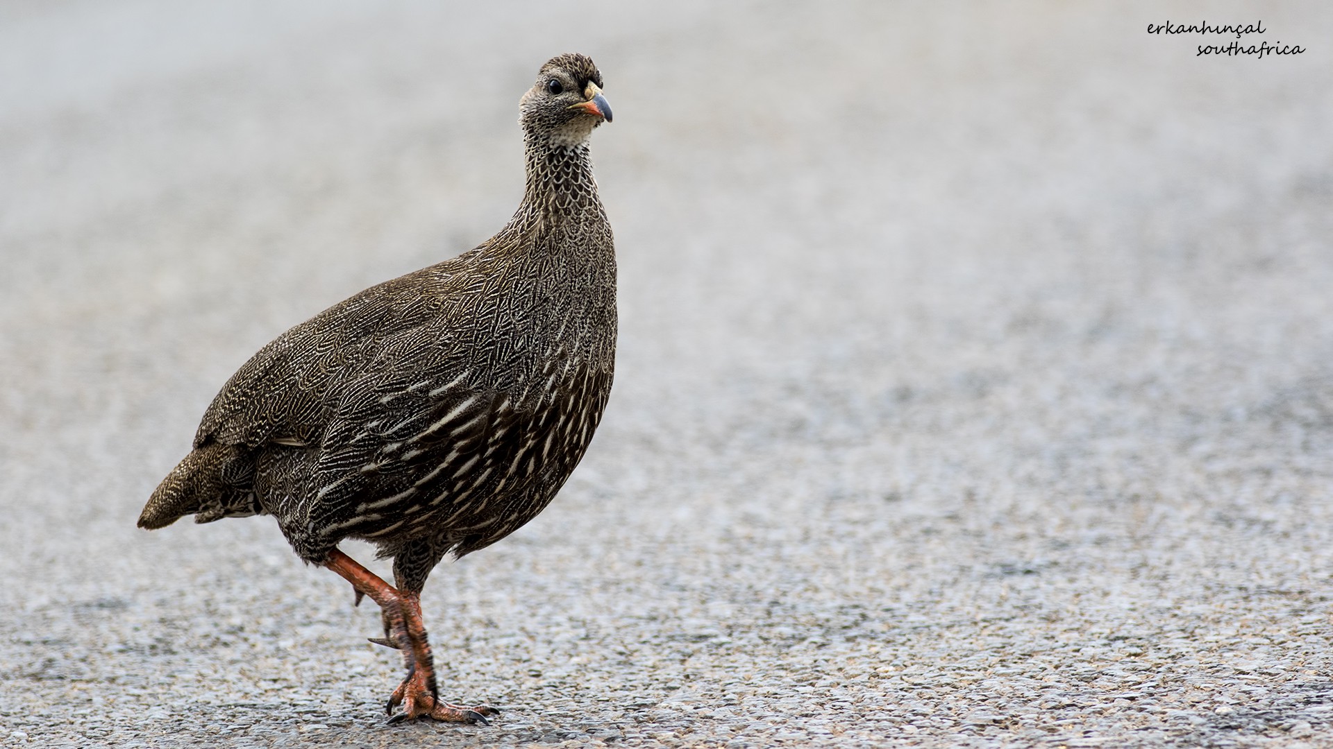 Cape Francolin