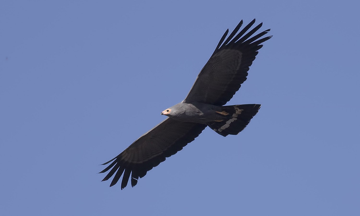 African Harrier-hawk
