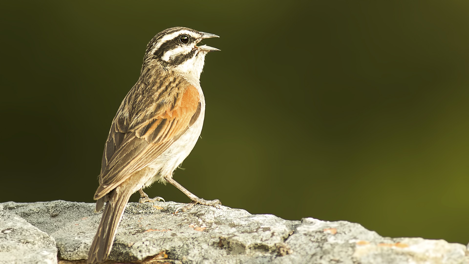 Cape Bunting