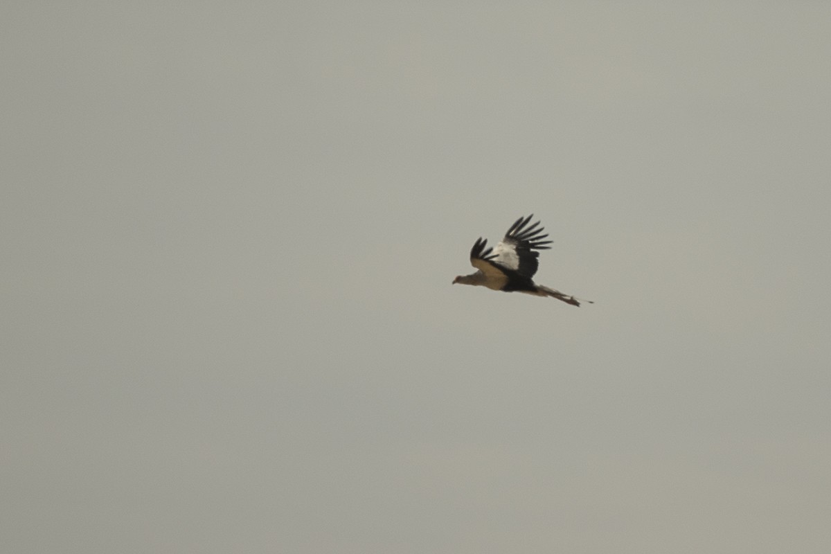 Secretarybird