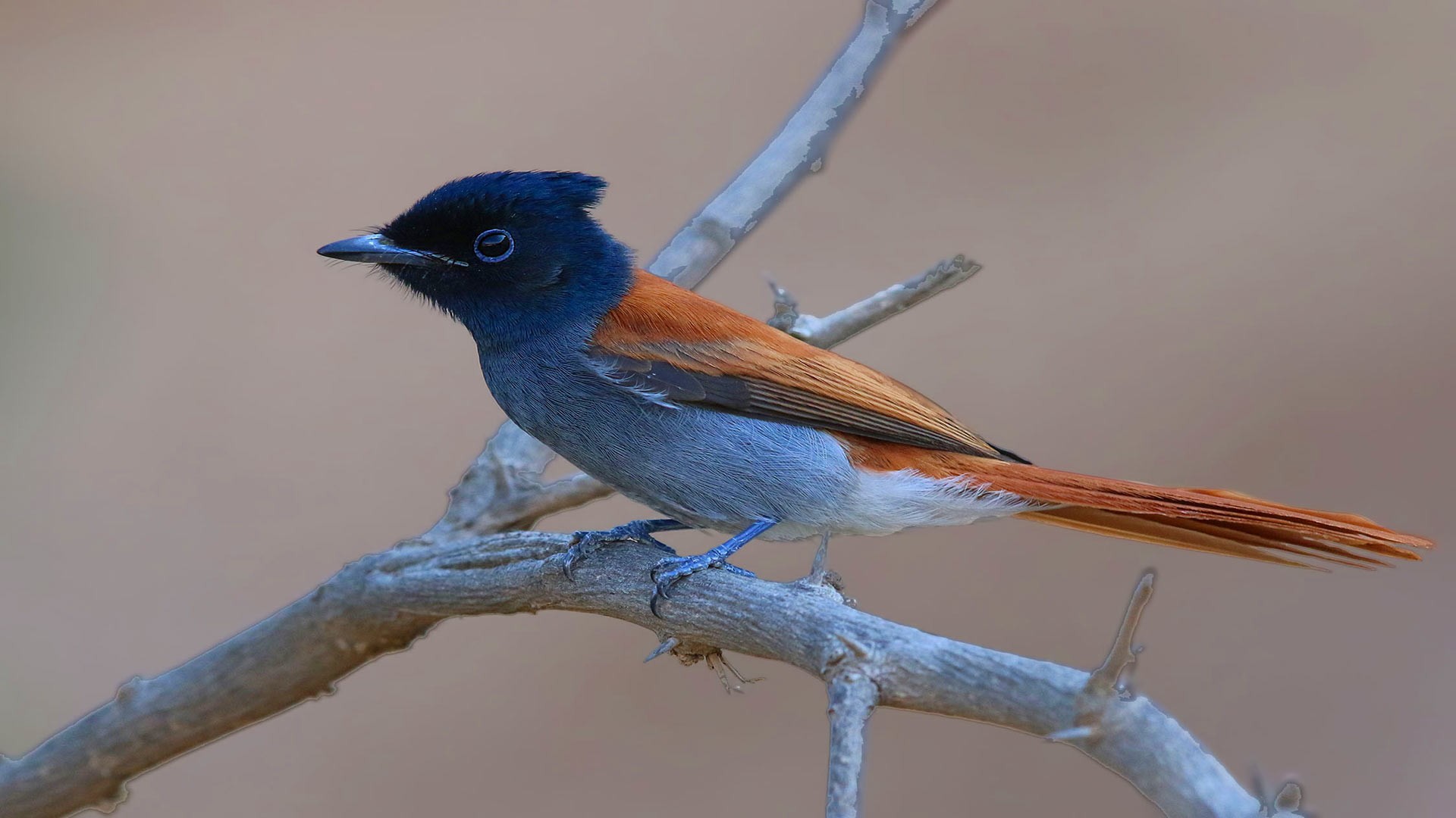 African Paradise-flycatcher