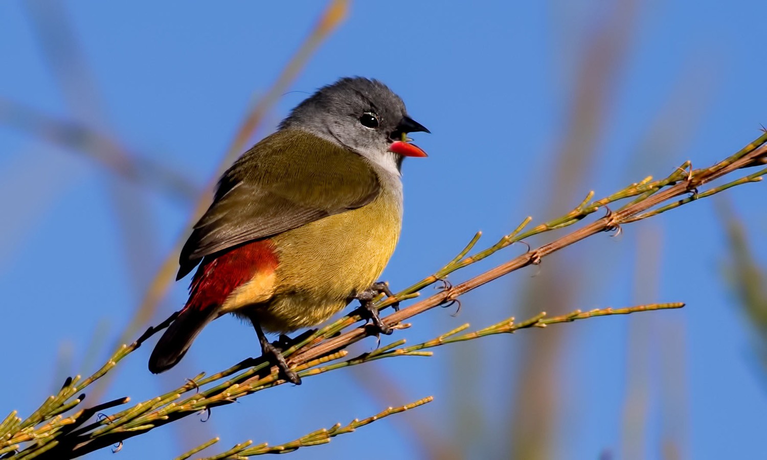 Yellow-bellied Swee