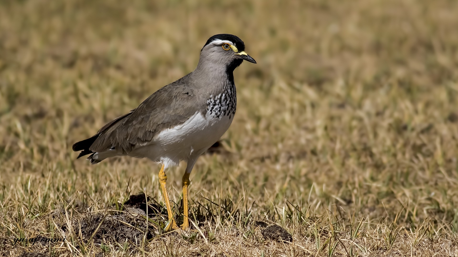 Spot-breasted Lapwing