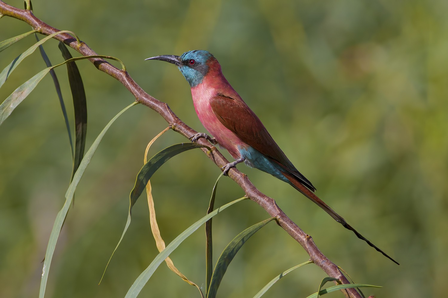 Northern Carmine Bee-eater