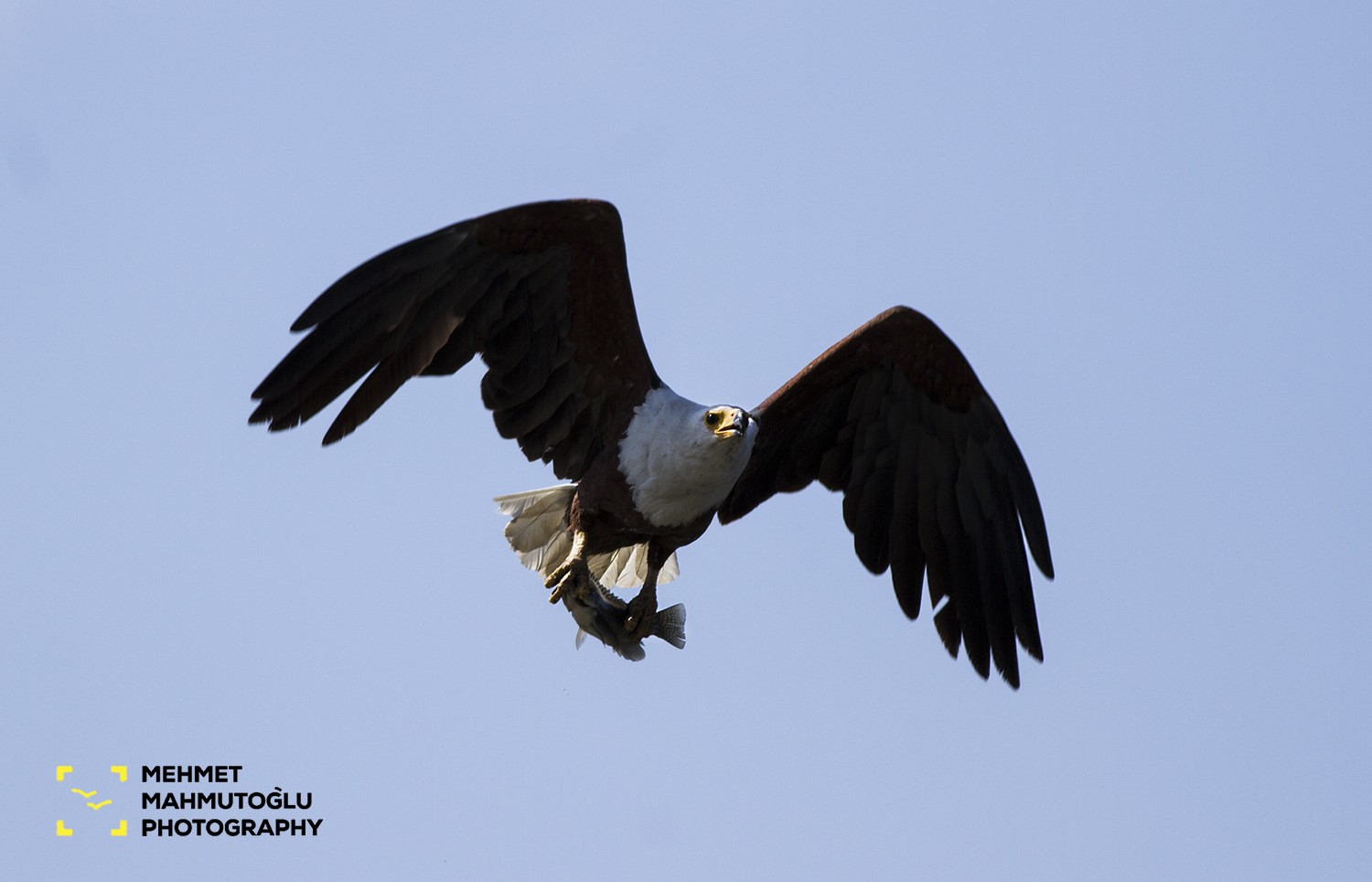 African Fish-eagle