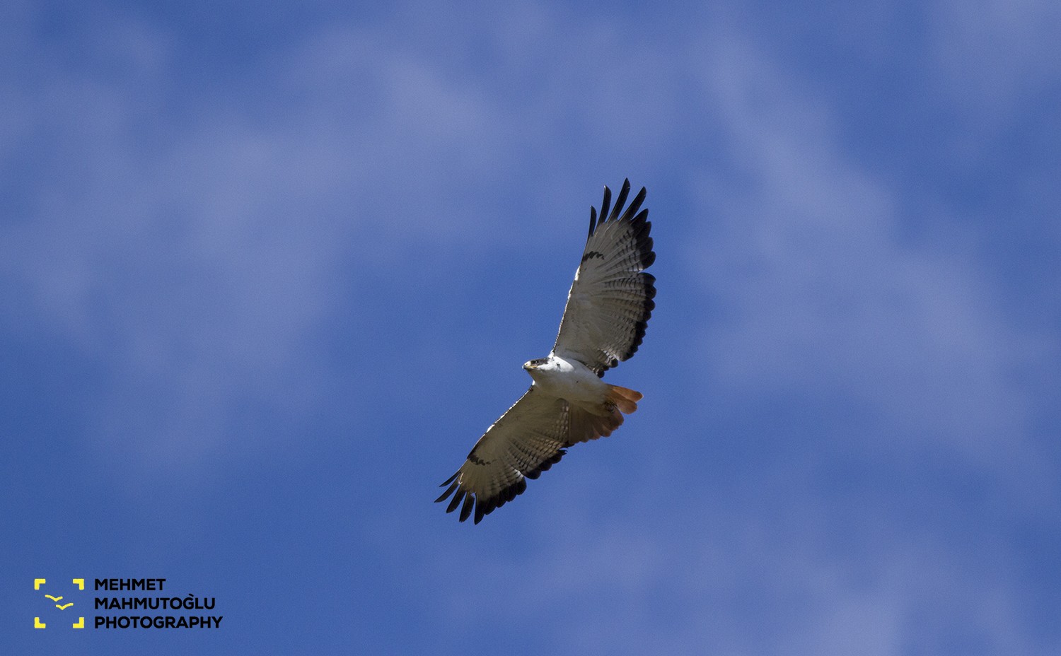 Augur Buzzard