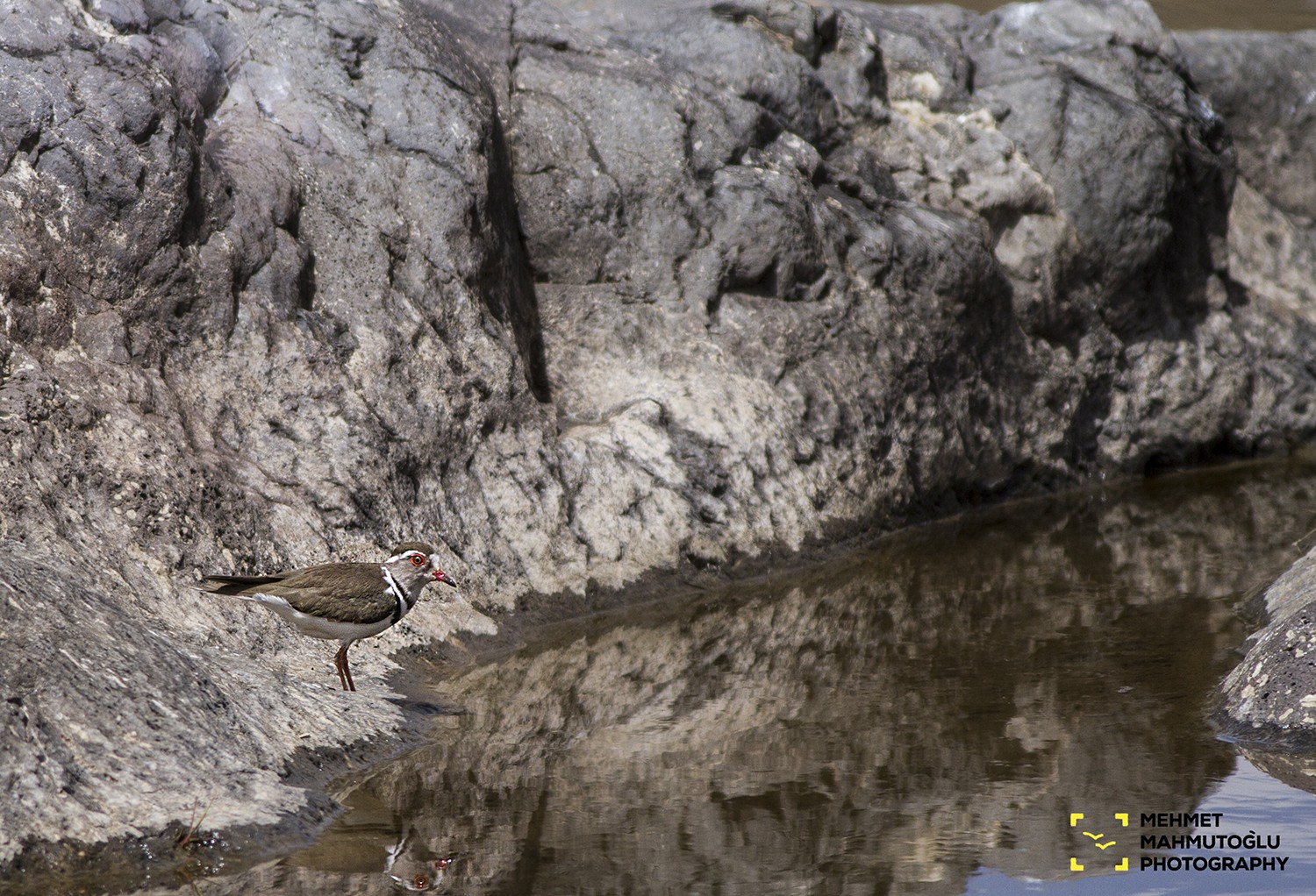 African Three-banded Plover