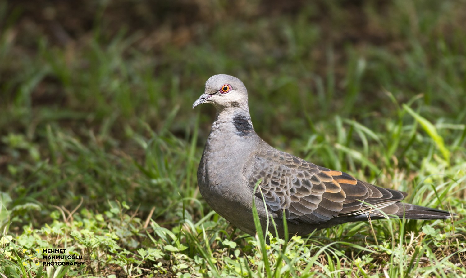 Dusky Turtle-dove