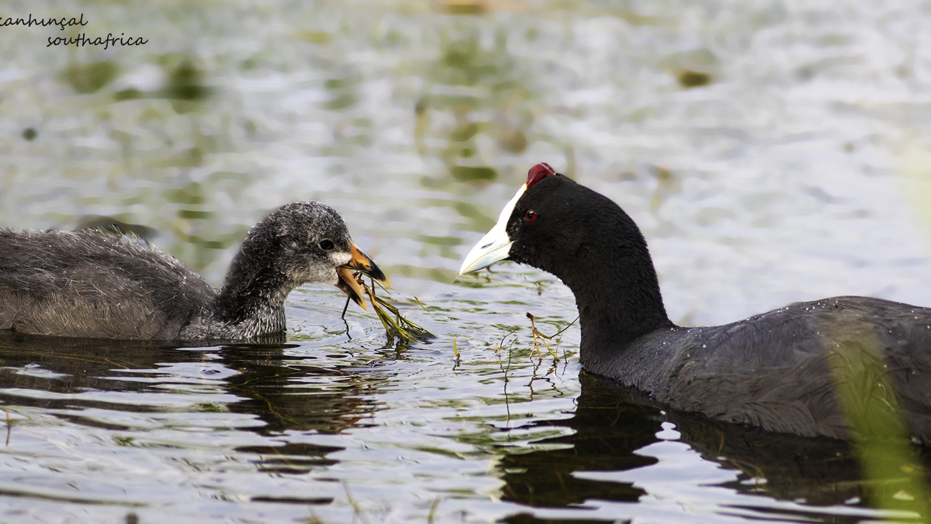 Red-knobbed Coot
