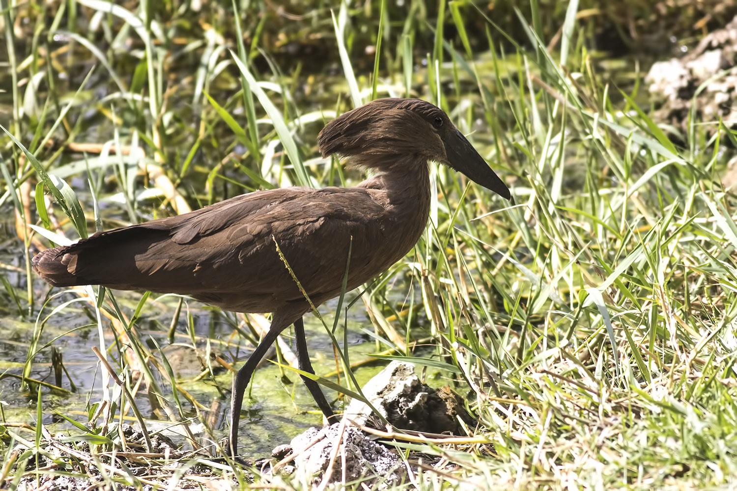 Hamerkop
