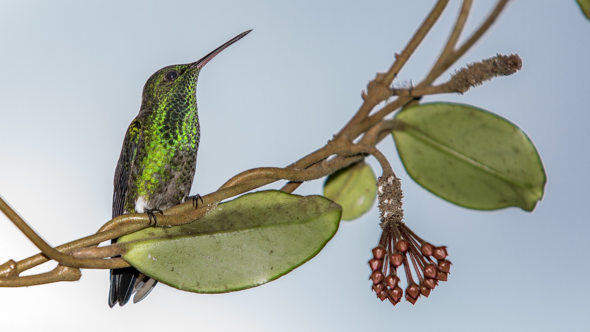Green-crowned Brilliant