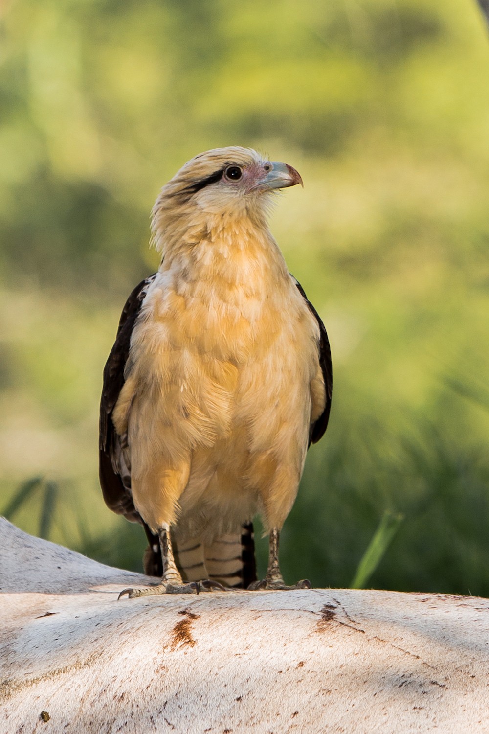 Yellow-headed Caracara