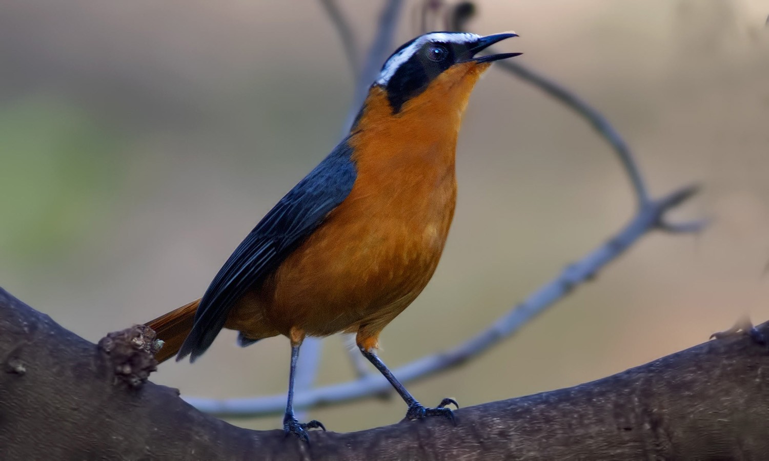 White-browed Robin-chat