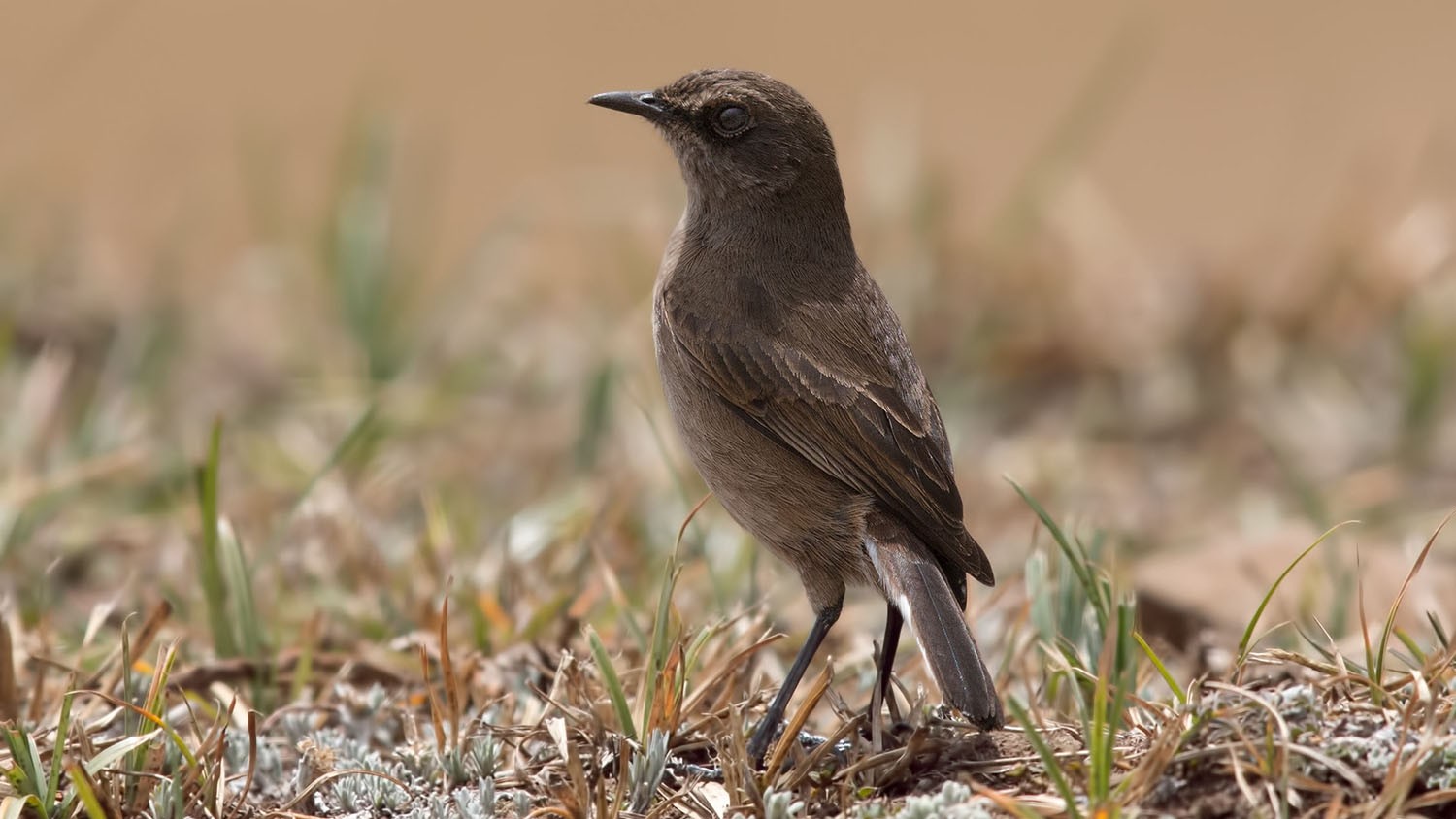 Moorland Chat