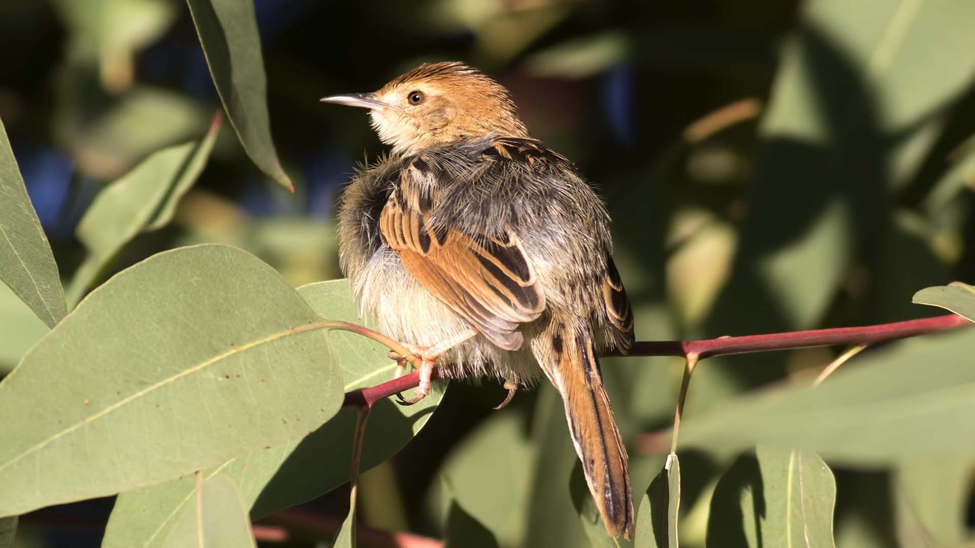 Ethiopian Cisticola