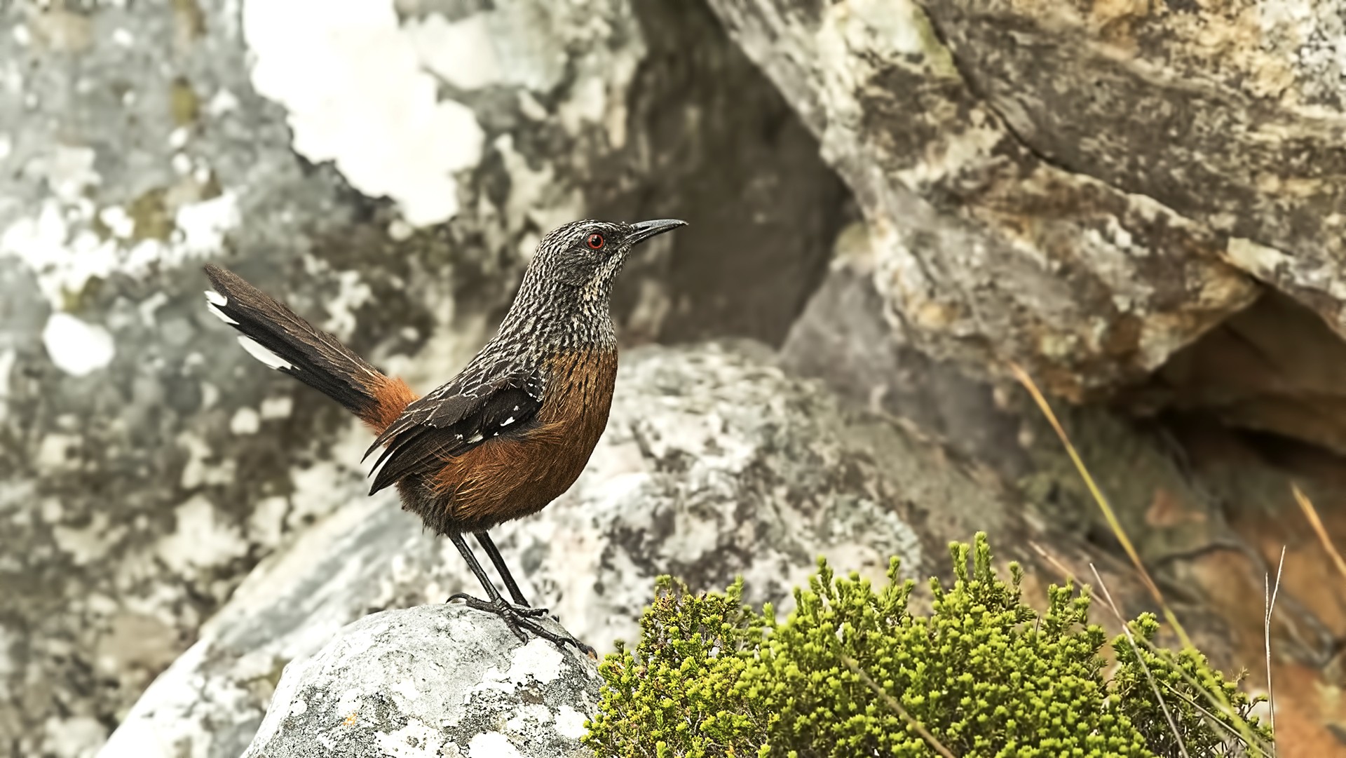 Cape Rockjumper