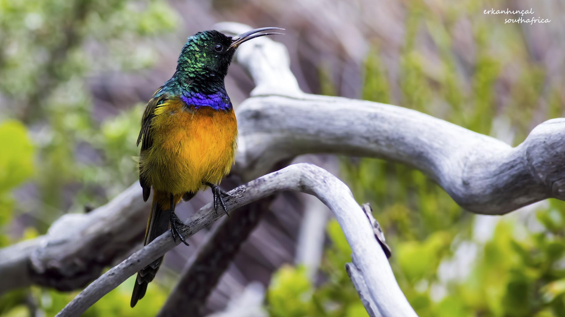 Orange-breasted Sunbird