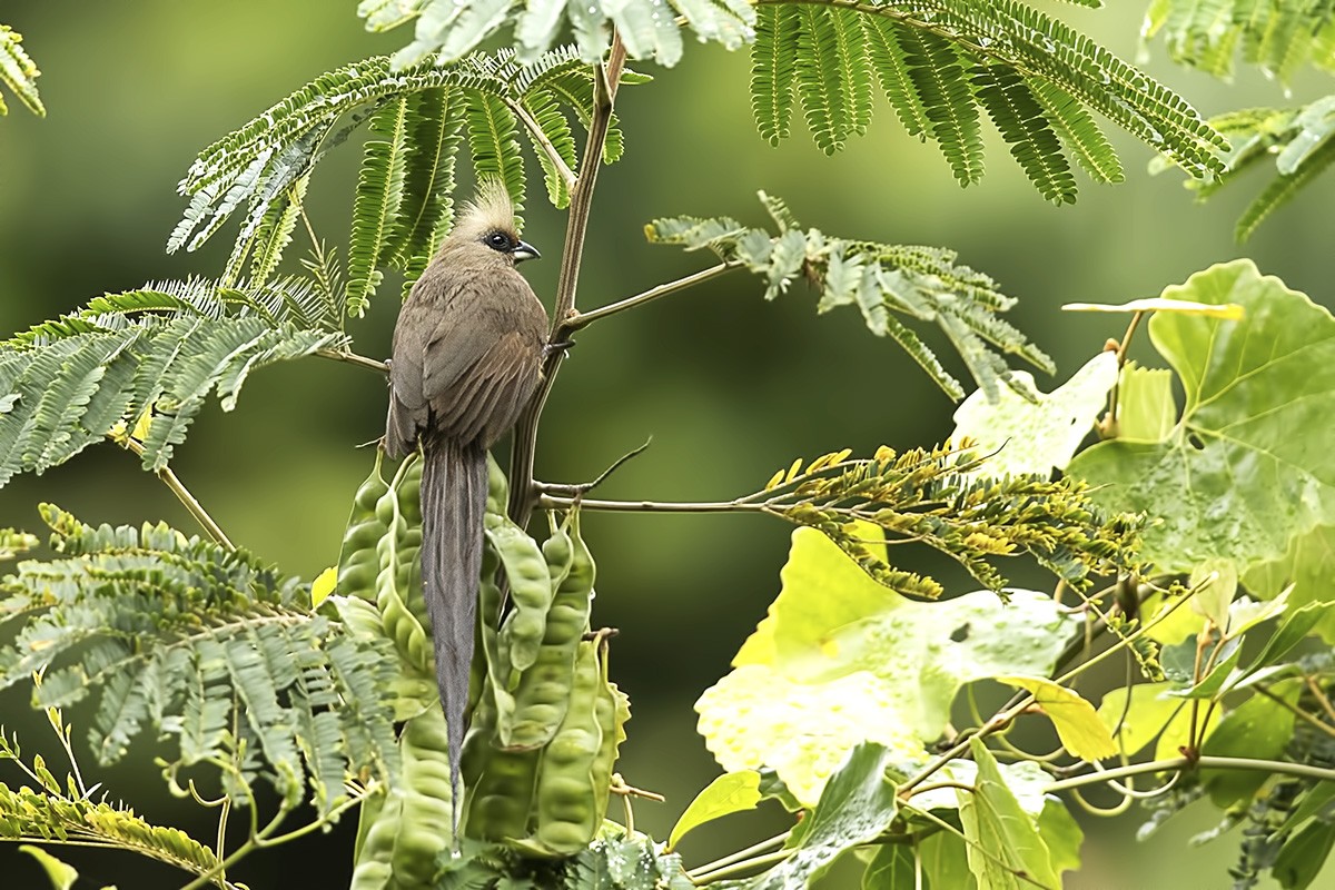 Speckled Mousebird