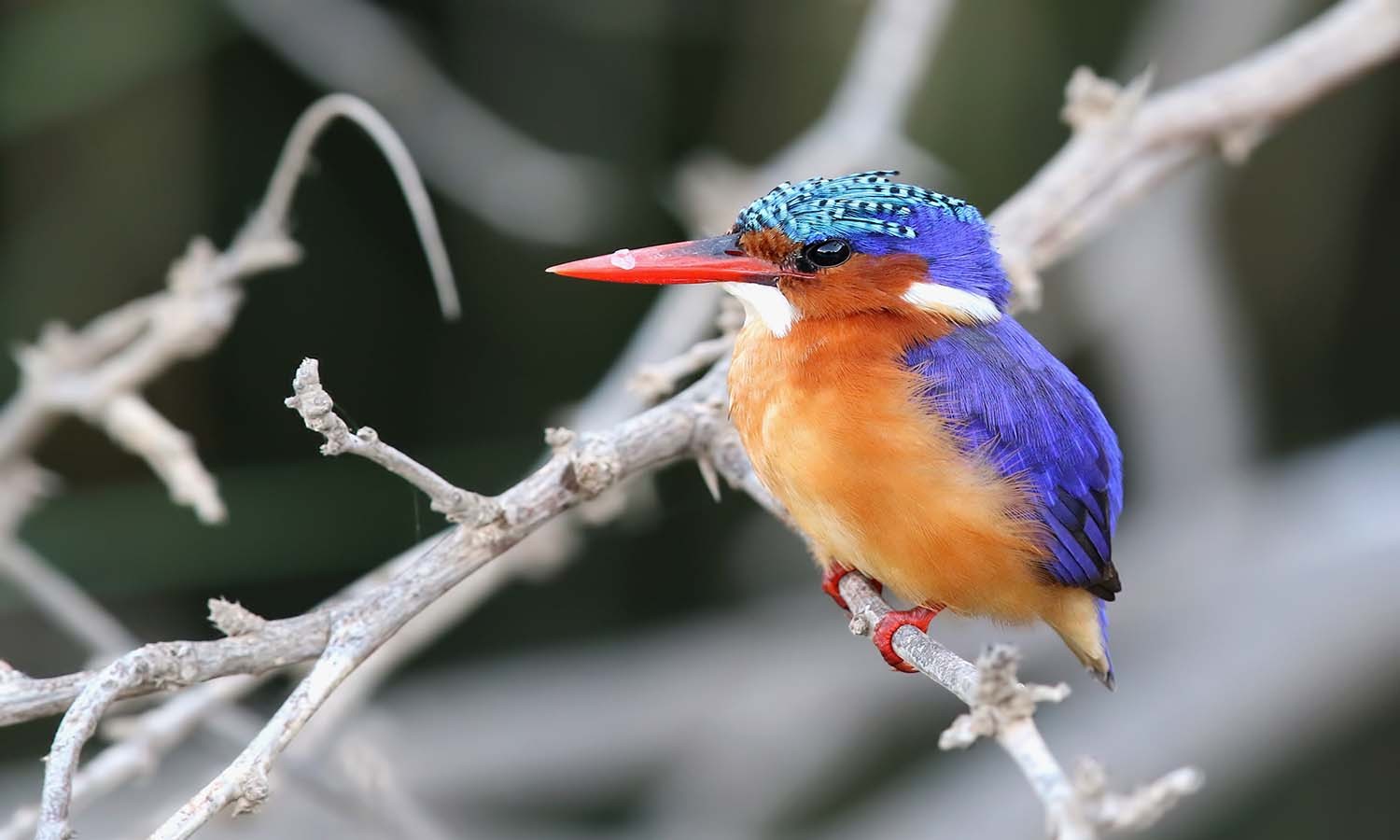 Malachite Kingfisher