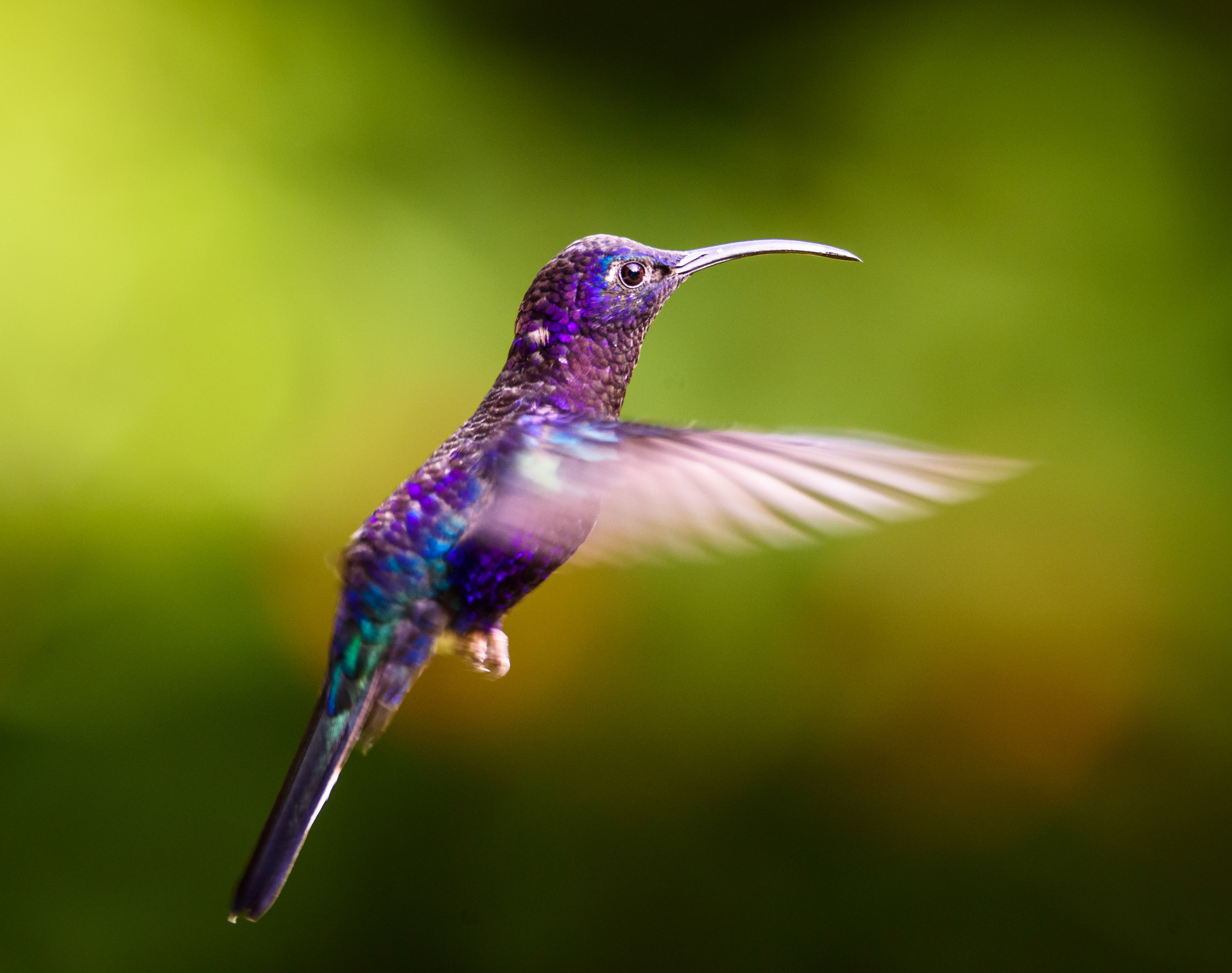 Violet Sabrewing