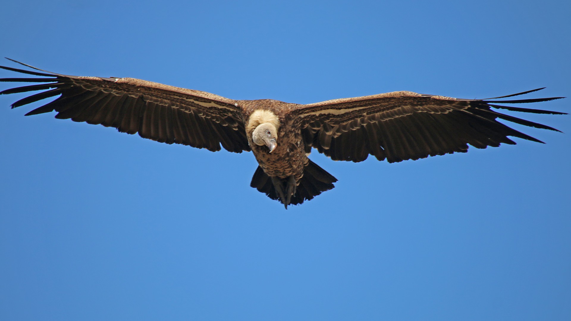 Rüppell's Vulture