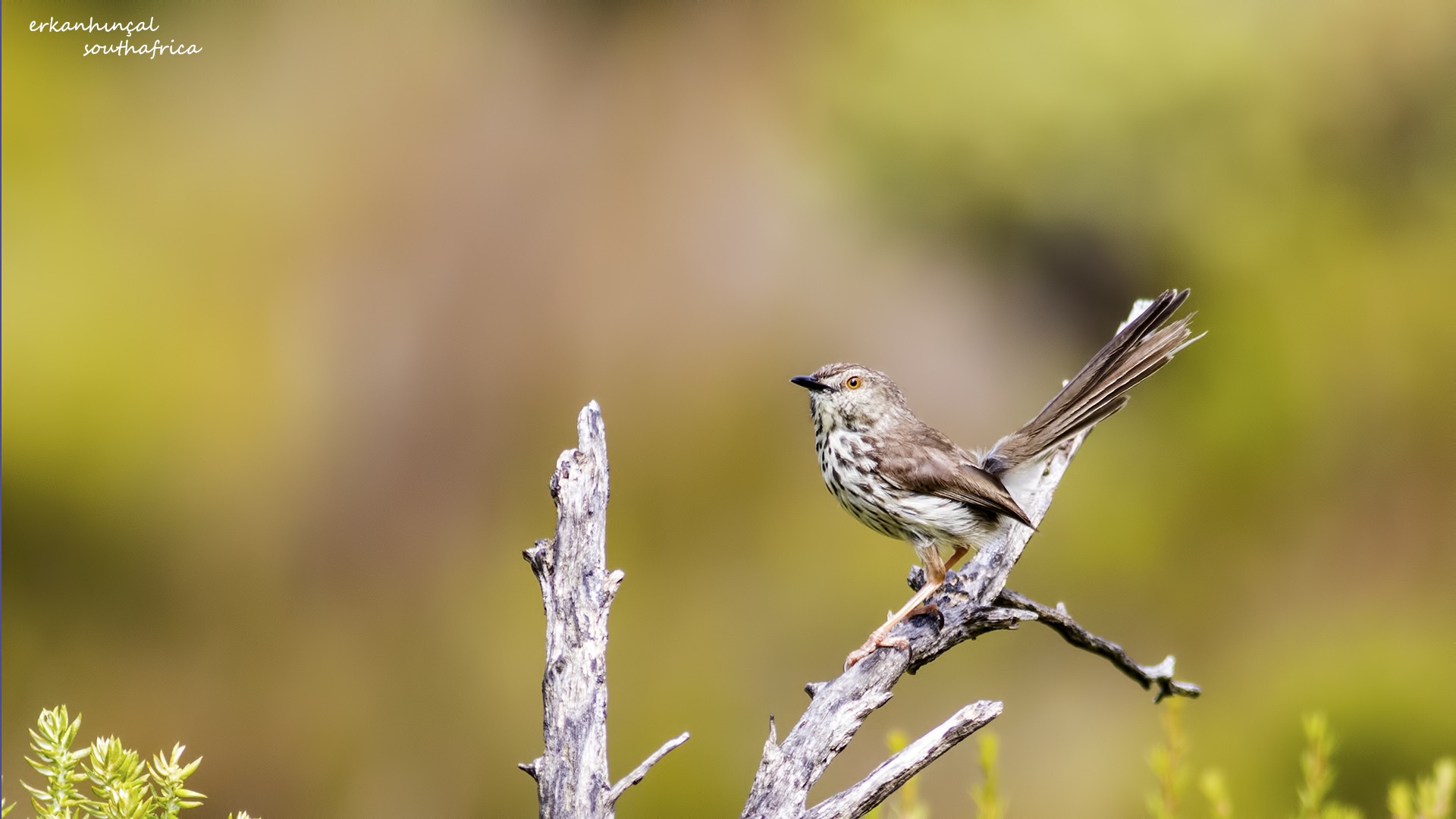 Karoo Prinia