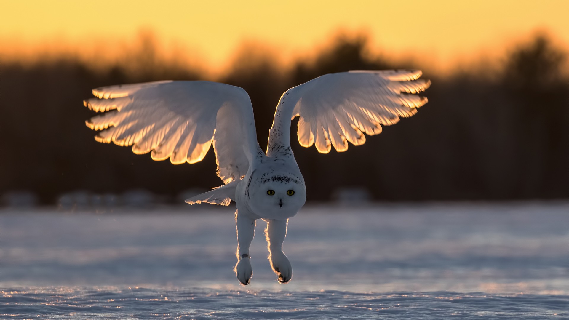 Snowy Owl