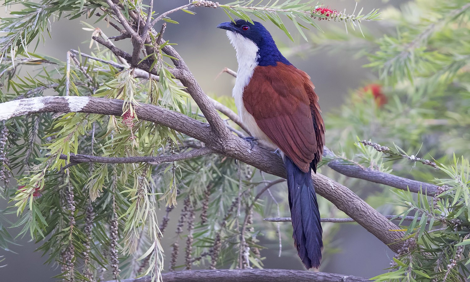 Blue-headed Coucal