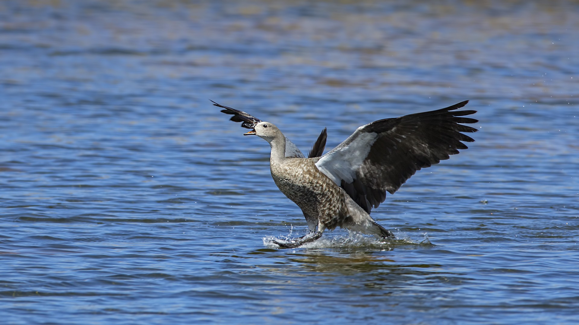 Blue-winged Goose