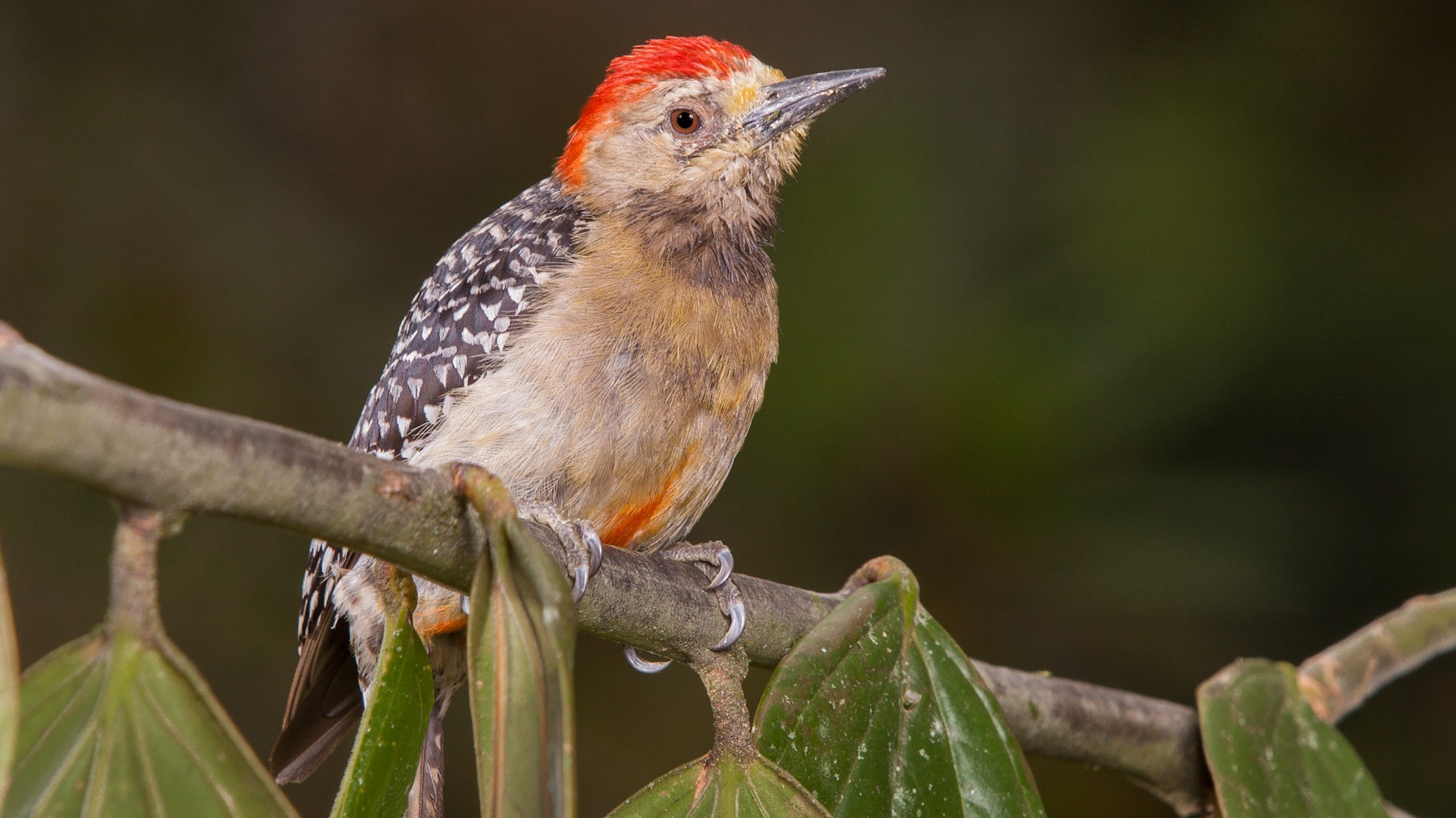 Red-crowned Woodpecker