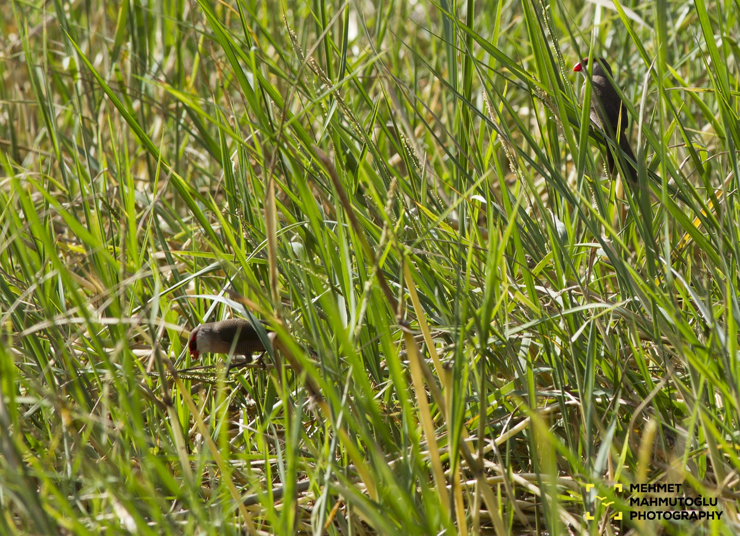Common Waxbill