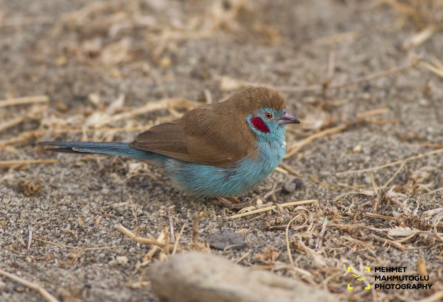 Red-cheeked Cordon-bleu