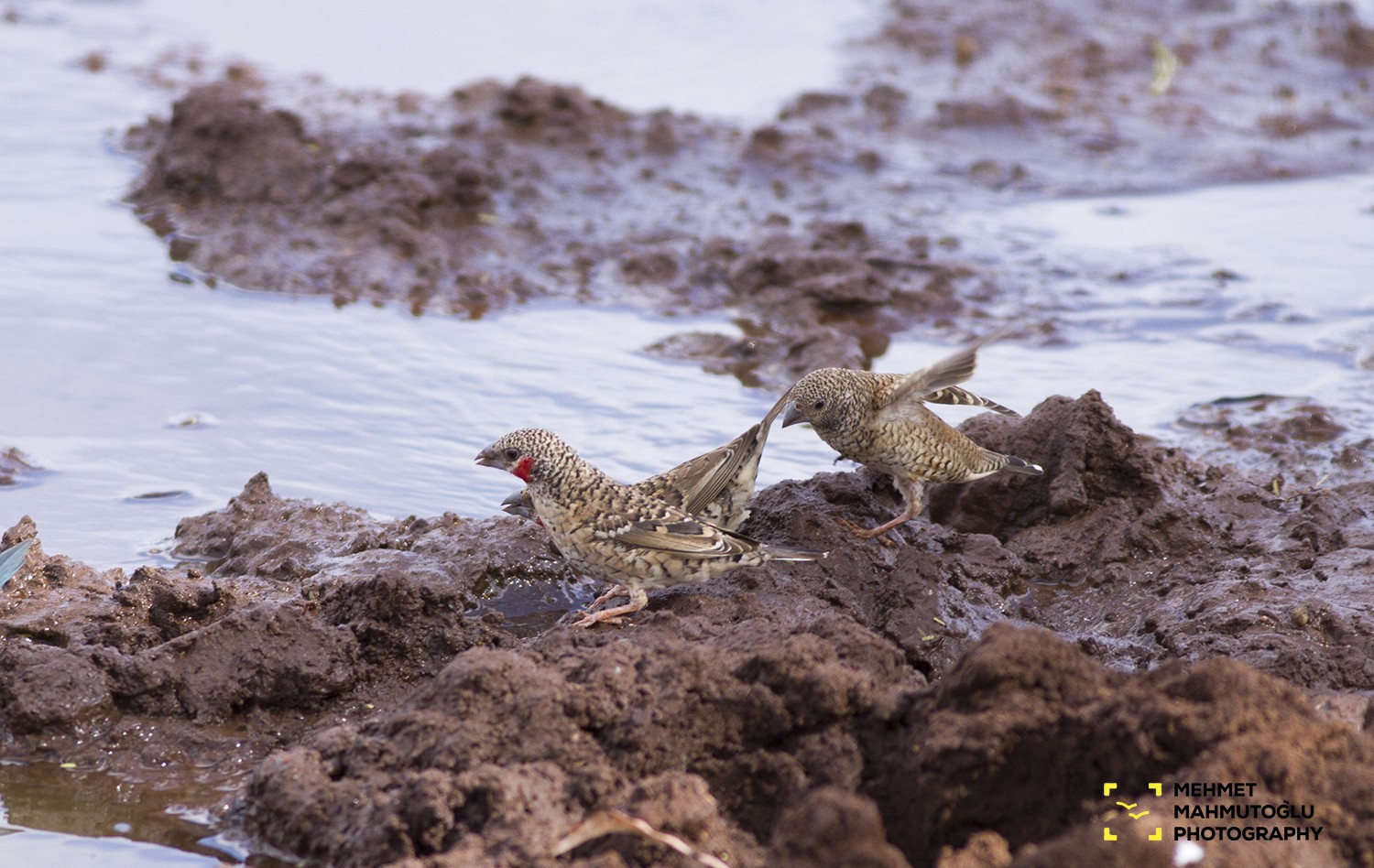 Cut-throat Finch
