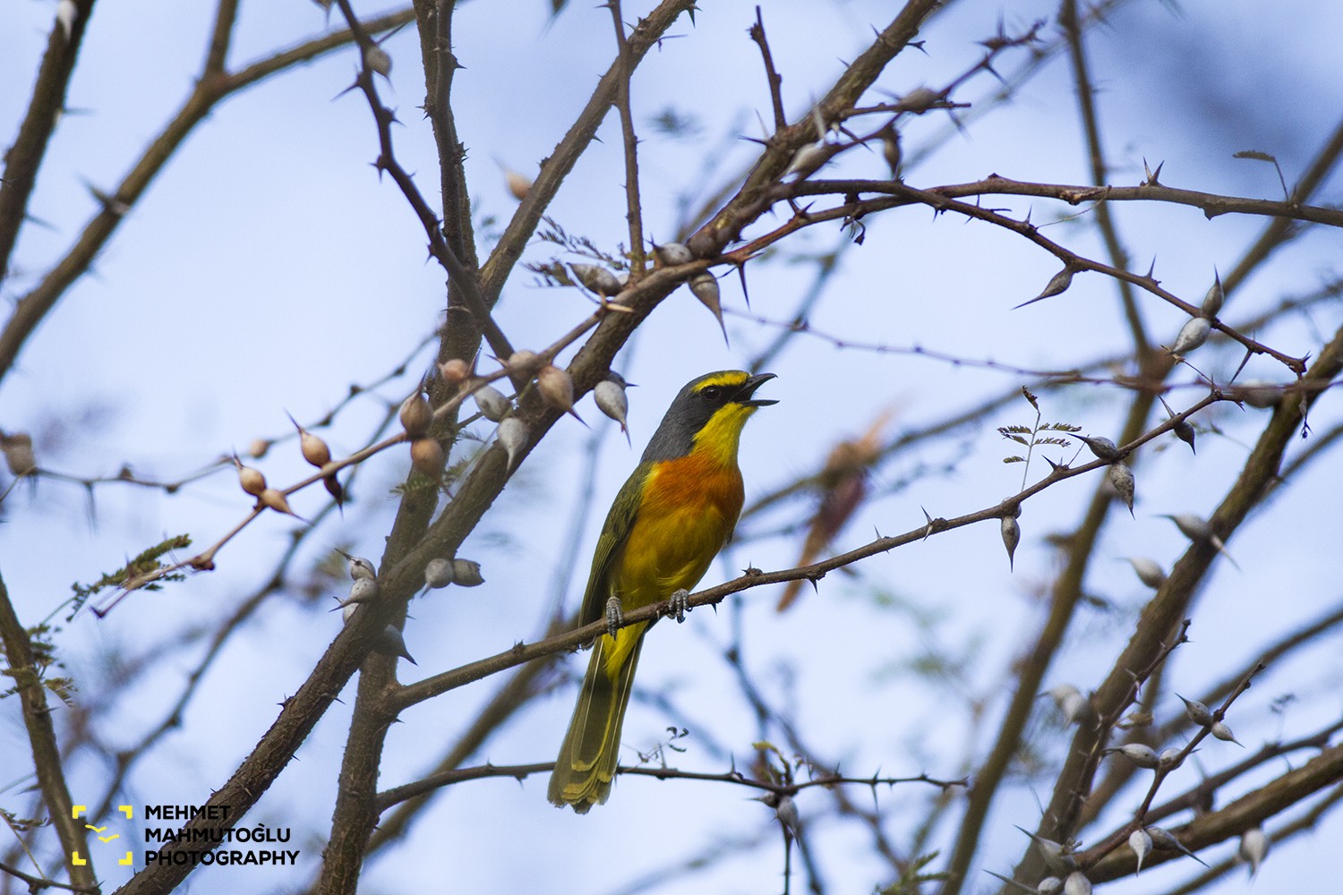 Orange-breasted Bush-shrike