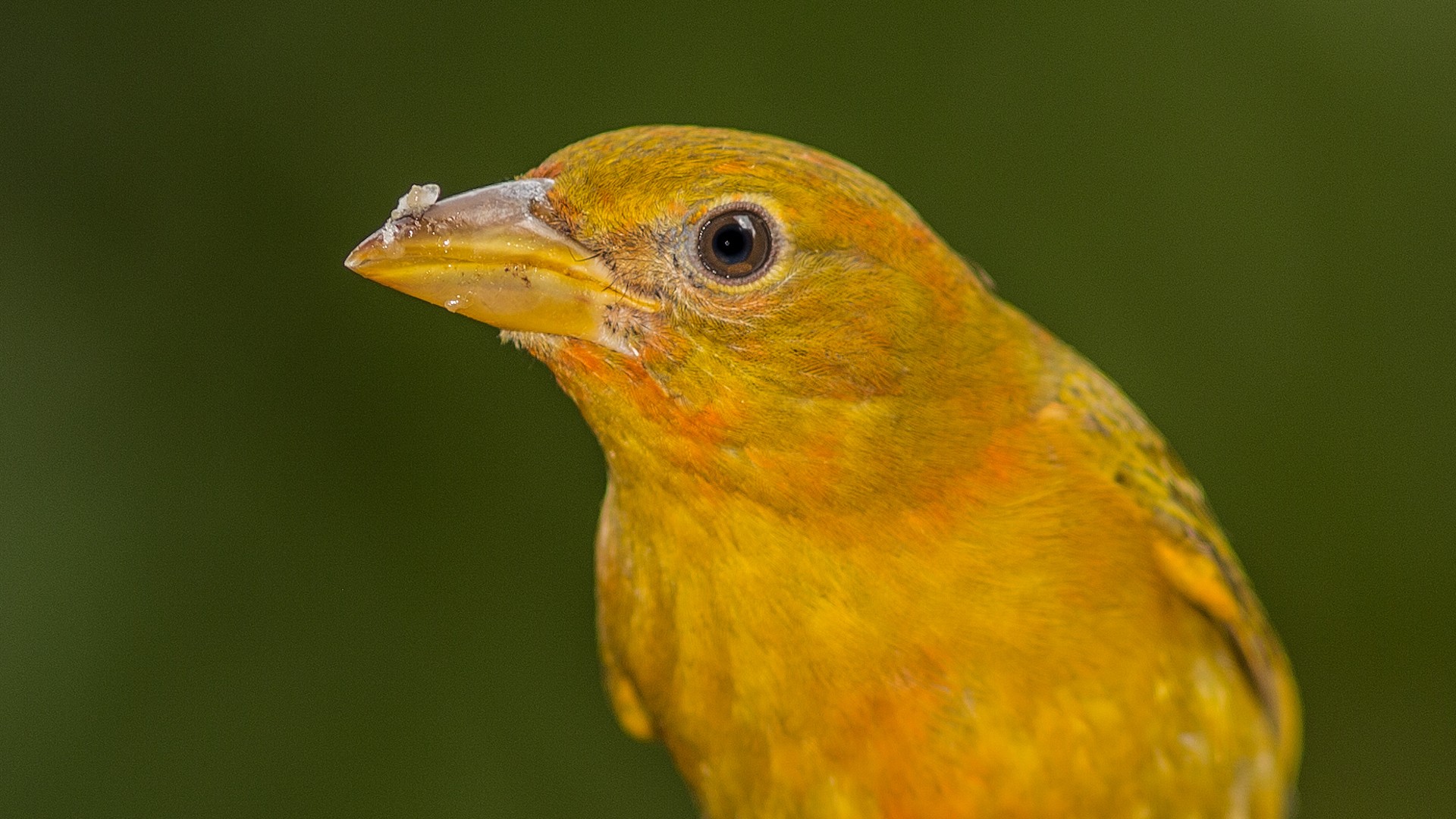 Summer Tanager