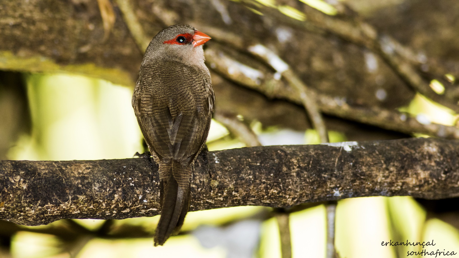 Common Waxbill