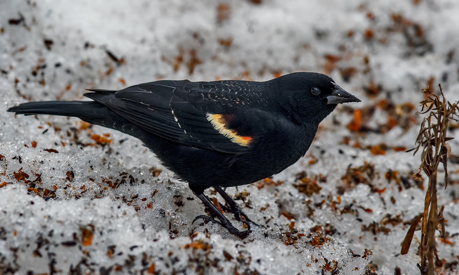 Red-winged Blackbird