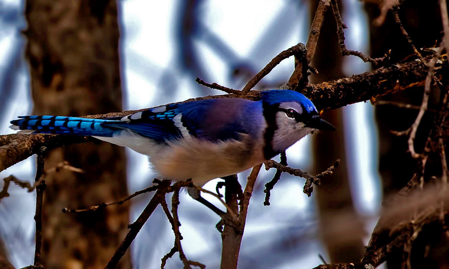 Blue Jay