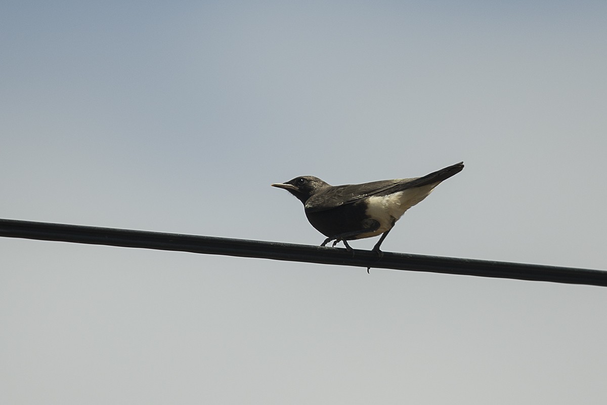 Mountain Wheatear