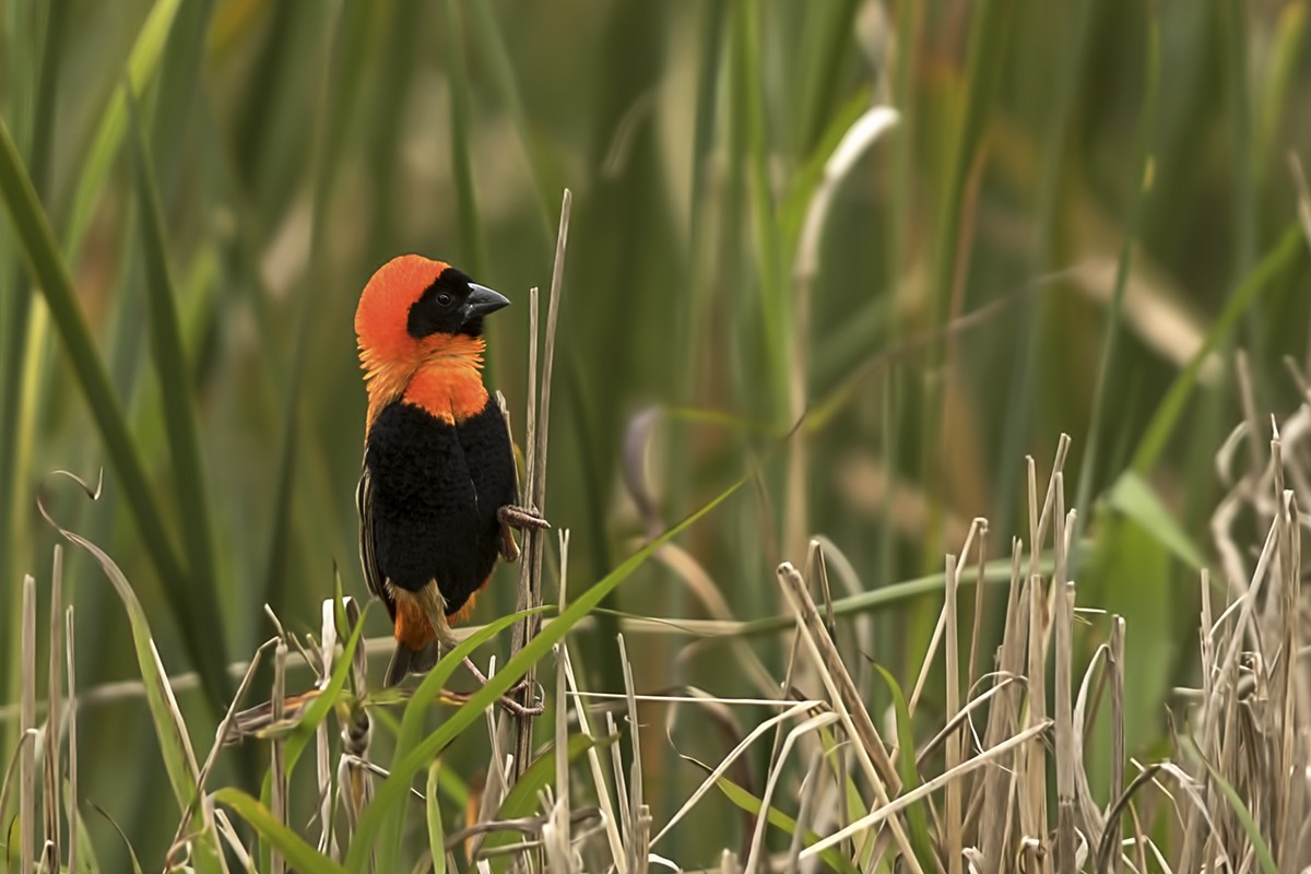 Southern Red Bishop