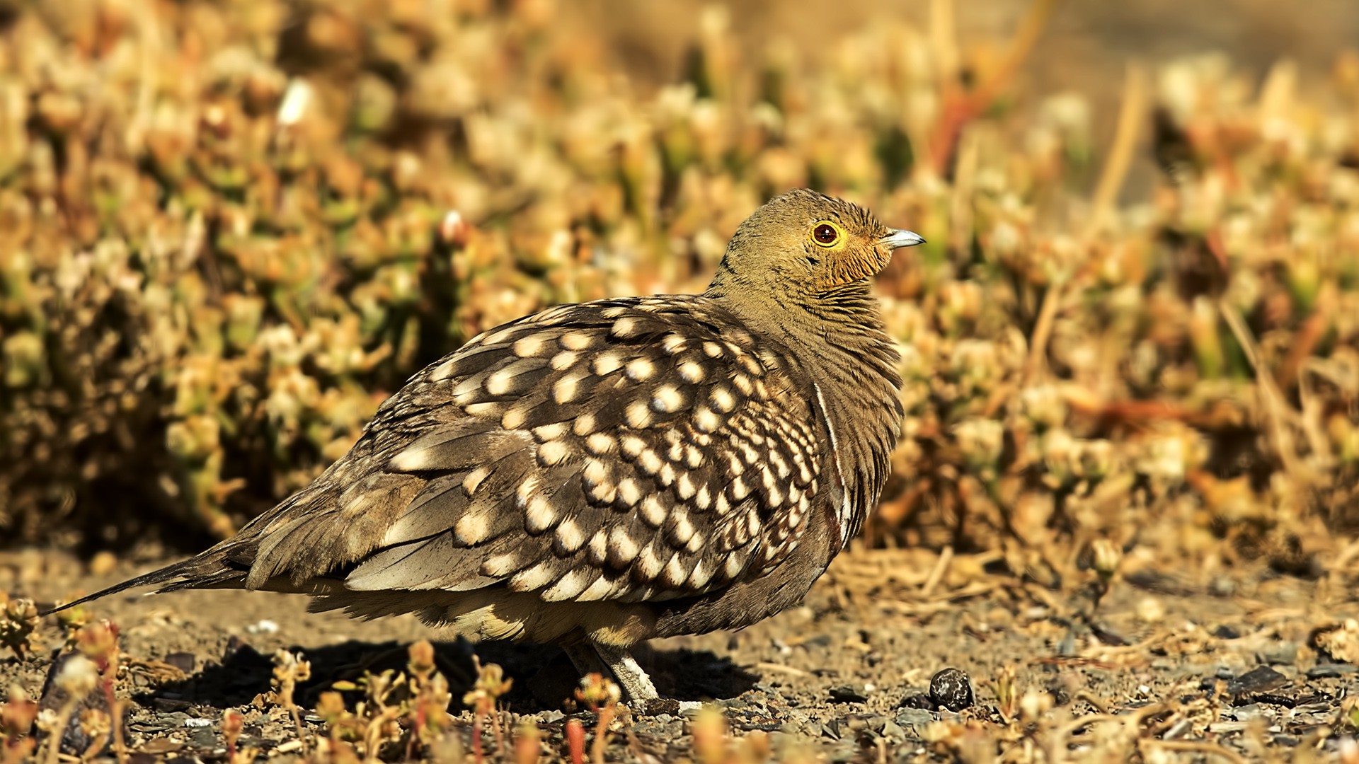 Namaqua Sandgrouse