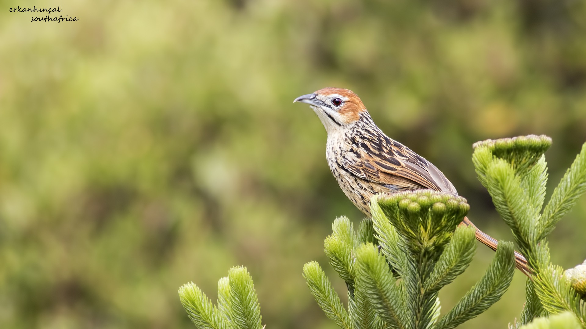 Cape Grass-warbler